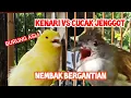 Download Lagu MASTERAN MIX BURUNG CUCAK JENGGOT vs KENARI MASTERAN TERBAIK 2020 | kicau pidong
