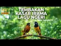 Lagu 🔴 Live Masteran Kasar Tembakan Pedas Cucak Cungkok Super Gacor vs Tepus Kepala Abu Abu Gacor Tembaka