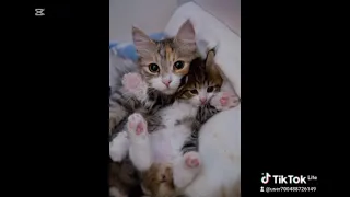 ارسم شجرة و نيل و بحور نانسي عجرم  دندنها