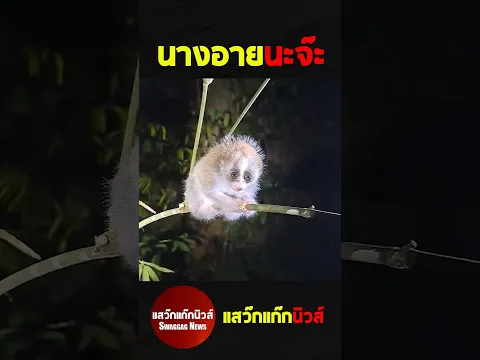 นางอายไม่ใช่นายอาง #แสว๊กแก๊กนิวส์