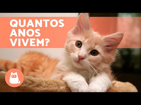 Download MP3 Quantos ANOS VIVE um GATO? 🐱 (Gato goméstico e gato que vive na rua)