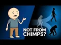 Did Humans Evolve from Chimpanzees The Truth About Human Evolution Explained
