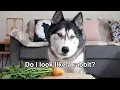 Lagu Savage Side-Eye From My Husky! He Can't Believe I Did That!