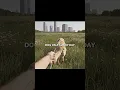 Download Lagu Neem uw hond NOOIT ALLEEN mee naar buiten