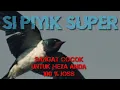PIYIK SUPER, sangat cocok untuk Hexa anda.