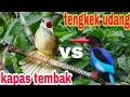 Download Lagu DUET KAPAS TEMBAK VS TENGKEK UDANG. masteran paling di cari untuk semua burung lomba