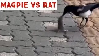 🐦‍⬛🐀Magpie vs Rat #magpies #rat #birdhunt #wildlife #birdsfight 