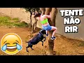 TENTE NÃO RIR: VÍDEOS ENGRAÇADOS 2025 E MEMES - #82
