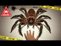 Scientists Just Found a Giant Spider That May Have Hunted Dinosaurs