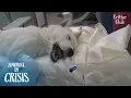Download Lagu Crashed By Hit-And-Run, It Took Away This Dog’s Legs, Unable To Walk | Animal in Crisis EP236