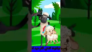 خروف العيد ماء ماء 