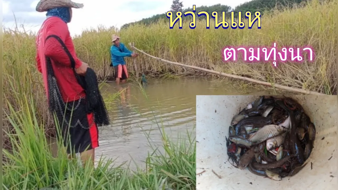 หว่านแห หาปลา🐟ตามทุ่งนา หมานสุดครับ#เม่น หาอยู่หากิน