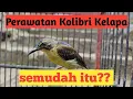 Download Lagu Kolibri Kelapa Trotolan. KaHa Bird Farm