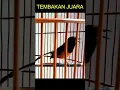 Download Lagu TEMBAKAN MURAI BATU JUARA | murai batu | shama bird