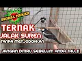 Download Lagu Ternak jalak suren tanpa menjodohkan 100% work | modal nekat dan yakin