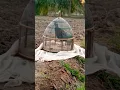 Download Lagu kala teetar ki awaz | black francolin voice #teetar #birds