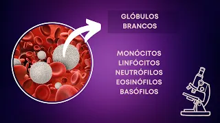Glóbulos Brancos - monócitos, linfócitos, neutrófilos, eosinófilos, e basófilos.
