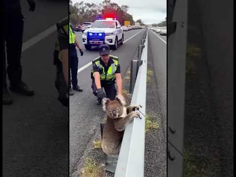 kindness koala 🐨 dramatic highway rescue long tail keyword #kindness #animals #shorts