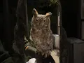 Download Lagu Ears Up, Guard Down | Great Horned Owl