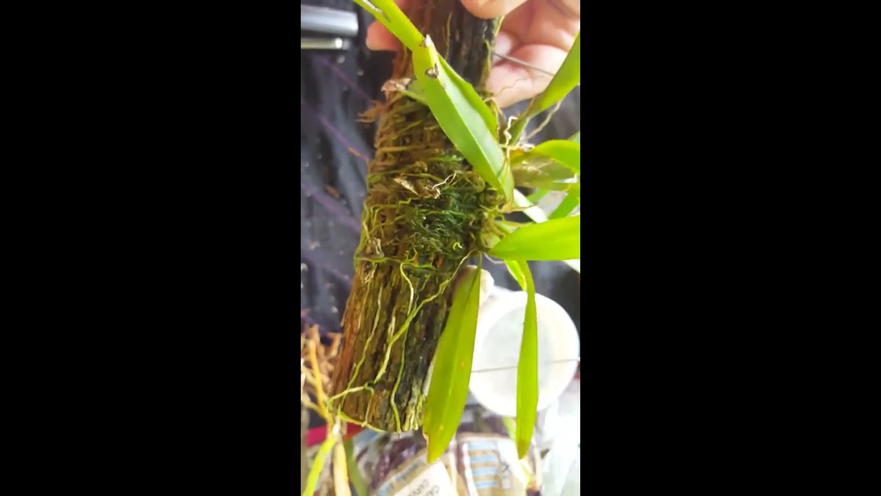 #04 MICRO ORQUÍDEAS NO TRONQUINHO E SACHÊ DE ADUBO