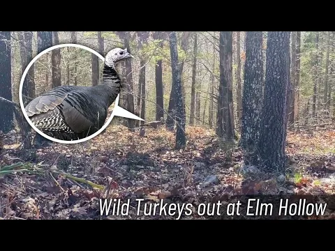Video Ground Wild Turkey on about Tract 3 Done