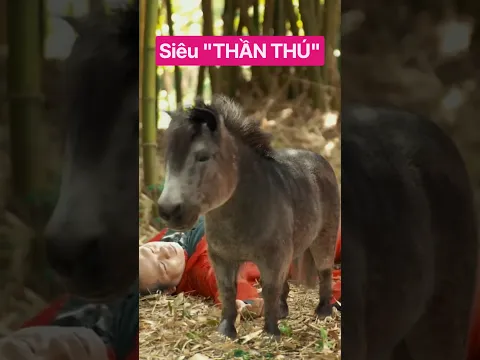 Khi tôi nuôi THẦN THÚ trong nhà 😬 #shorts #dangyeu #trending #funny #remix