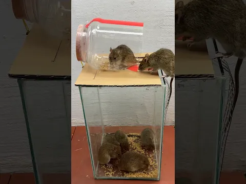 Creative ideas to make mouse traps at home #rattrap #rat #mousetrap #shorts