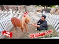 Download Lagu Hum Ny Miniature Horse Kitne ki Li? Aj Sb Ko Bta Diya😱