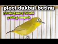 Download Lagu Pleci Betina Memanggil Jantan || Pleci Dakbal Betina Perangsang Birahi