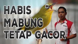 Download CARA MERAWAT PLECI MABUNG AGAR TETAP GACOR MP3