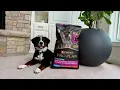 Purina Pro Plan Large Breed Puppy Sensitive Stomach Works Great For My Sensitive Puppy
