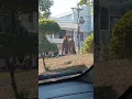 Download Lagu HOMEM ABANDONA ANIMAL NA PRACINHA DA RODOVIÁRIA DE BOM JESUS DO ITABAPOANA