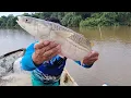 seerkor ikan  belanak MOnSTer masuk pukat