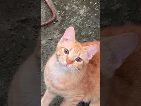 π» Cat Enjoy Moment β€οΈπ± | Cute & Happy Cat Moments #CatShorts