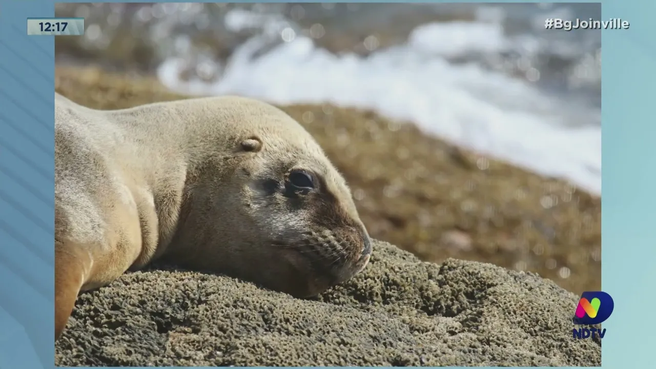 Visita inusitada: leão marinho aparece em praia de São Francisco do Sul e encanta banhistas