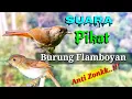 Suara Burung Flaboyan Pikat Anti zonk !!
