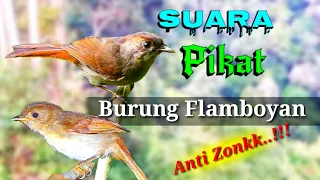 suara burung flaboyan pikat anti zonk 