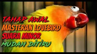 Download MASTERAN LOVEBIRD KONSLET MINOR PALING DICARI DAN MUDAH DITIRU MP3