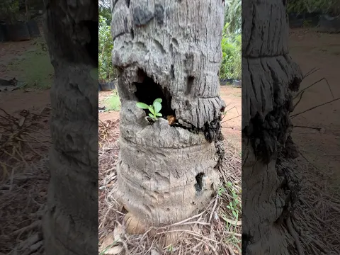 தயவு செஞ்சு இந்த மாதிரி ஒரு தென்னை மரம் வளக்காதீங்க🪵🪵