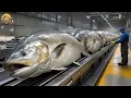 Download Lagu SALMON Farming - Farming And Harvesting Of Salmon - Salmon Processing in Fish Factory
