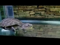 Finally A Name for Girl Turtle