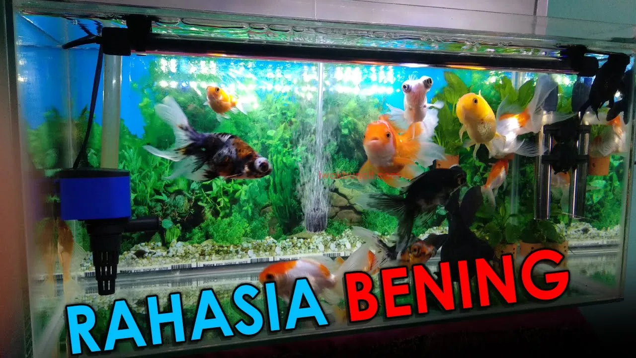 Bongkar Rahasia Air Aquarium Ikan Mas Koki Iwak Buncit Bening Sejernih Kristal