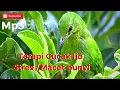 Download Lagu Terapi ampuh cucak ijo stres, macet bunyi dengan suara alam dan suara cucak ijo dialam liar