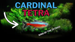 Cardinal Tetra Everything you need to know Complete care guide