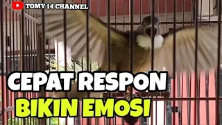 pancingan tercepat cucak jenggot sumatra bahan biar cepat bunyi gacor nembak