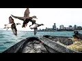 3 DAYS 5 BANDS EAST COAST BLACK DUCKS SEA DUCKS AND BRANT