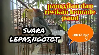 suara panggilan dan riwikan kemade paud tk gacor full