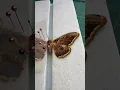 Pinning a dead Giant Peacock Moth