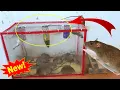 Download Lagu Perangkap tikus terbaik di dunia / Cara menjebak tikus dari kaleng/20 tikus