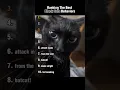Download Lagu Ranking The Best Black Cat Behaviors